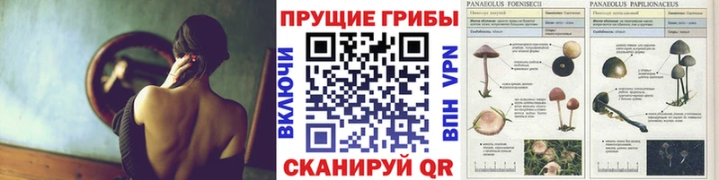 Псилоцибиновые грибы мицелий  Купить  Вичуга 